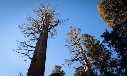 A tall, leafless sequoia reaches upward toward a blue sky.