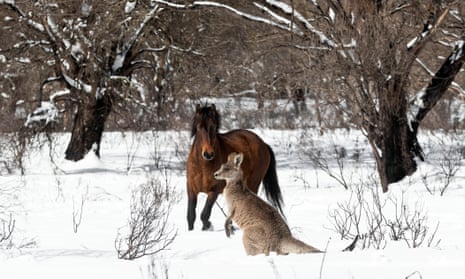 A feral horse and a kangaroo in the Kosciuszko national park