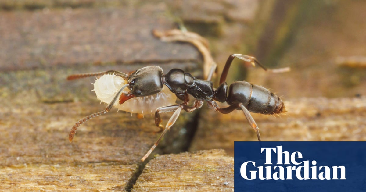 Ant no stopping us now: insect with potent bite continues march across US