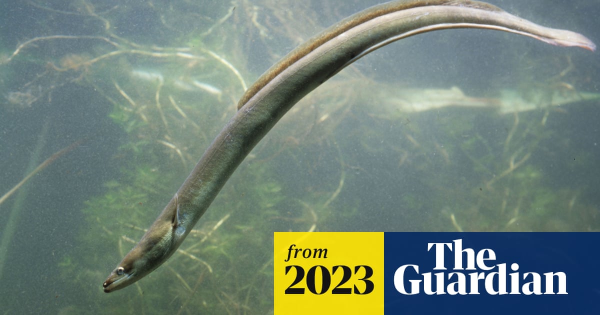 www.theguardian.com