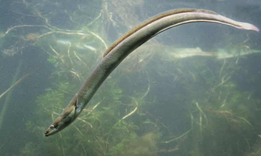 European eel