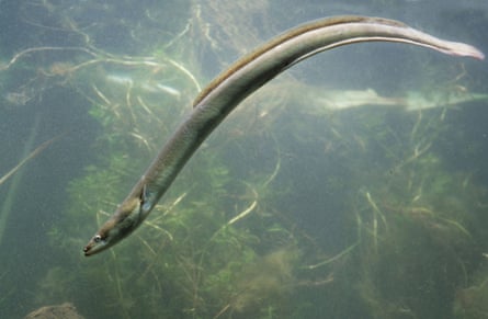 A European eel.