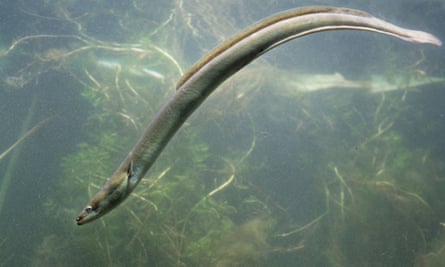European eel (Anguilla anguilla).