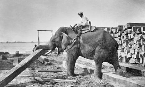An elephant carrying timber in Burma, circa 1920.