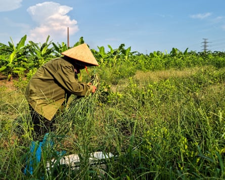 A farmer works at the site designated for a future Trump golf course in Hung Yen province, Vietnam