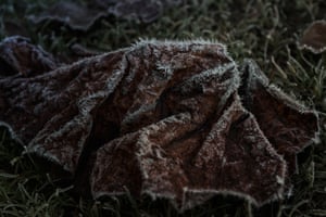 Using my Leica Q2, with its ability for near macro focusing, I was interested in how the heavy frost turns even the saddest of dead plants and rotting leaves in to objects of hopeful beauty.