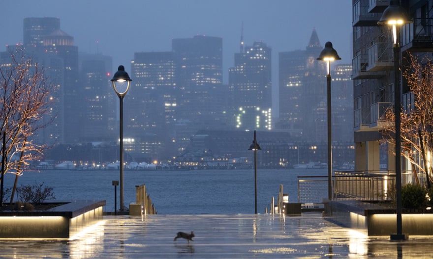 boston hare