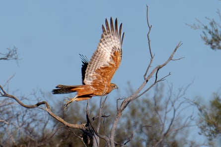 Red Goshawk takes flight from its perch at Newhaven Wildlife Sanctuary.