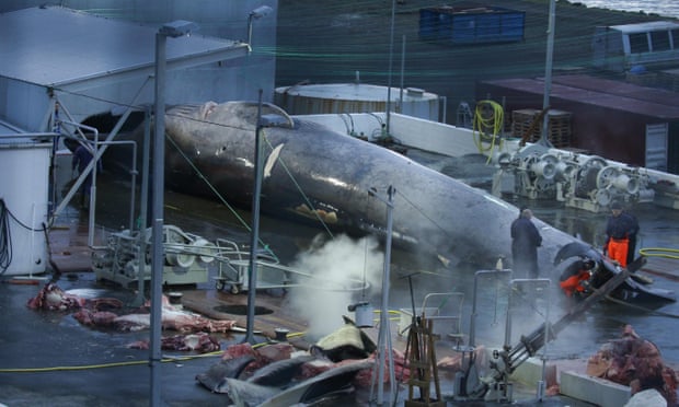 A whale awaiting slaughter at a whaling station in Hvalfjörður, Iceland in 2018.