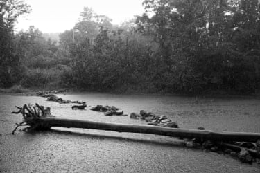 A fallen tree in a rainstorm