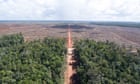 HSBC triggers investigation into palm oil company over deforestation allegations