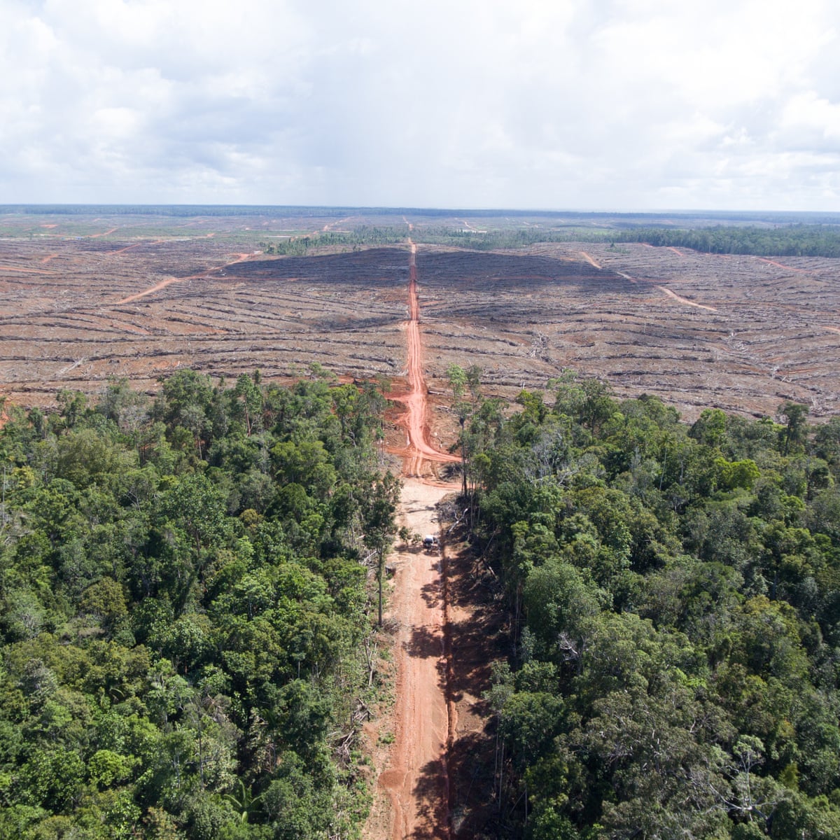 HSBC triggers investigation into palm oil company over deforestation allegations | Guardian Sustainable Business | The Guardian