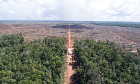 The boundary between intact forest and land cleared for palm oil in Papua.