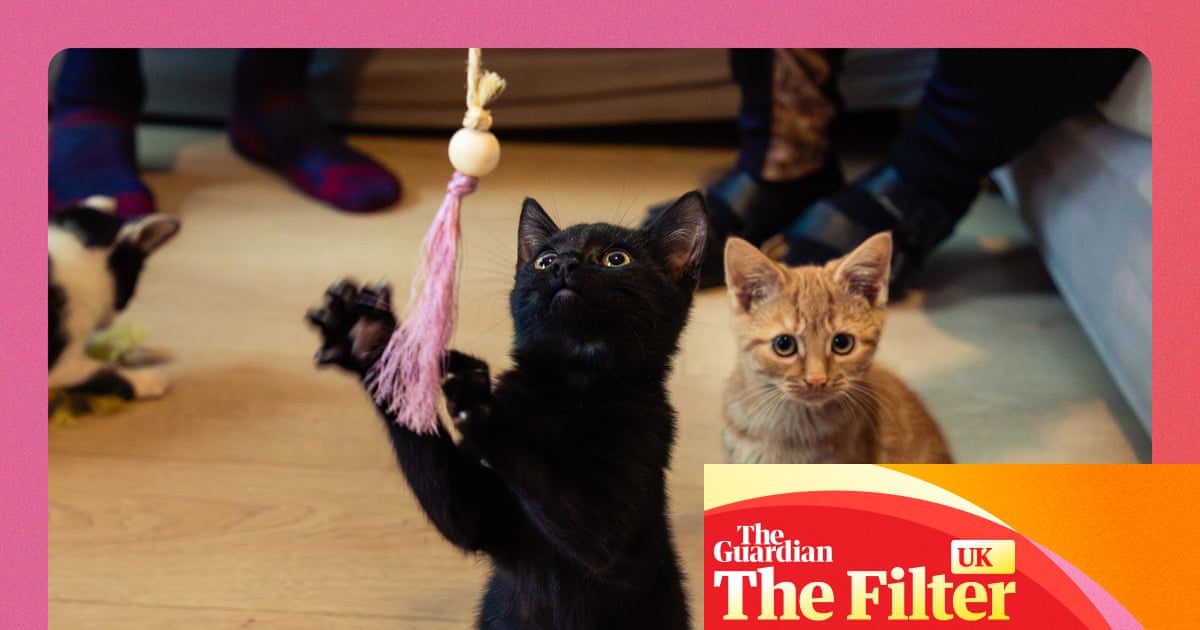 ‘Sent the kittens scarpering’: the best cat toys in the UK, tested by cats