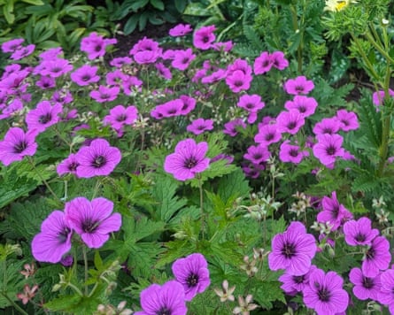Great Dixter House and Gardens Geranium ‘Patricia’ AGM