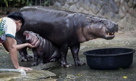Moo Deng opens her mouth wide as a keeper tickles her under the chin