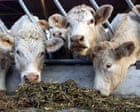 Shamonda virus detected in human for first time in France