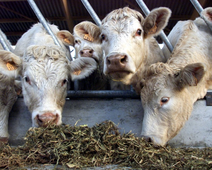 Shamonda virus detected in human for first time in France
