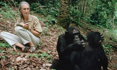 Jane Goodall studies chimpanzees in Tanzania