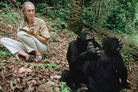 Goodall studying chimpanzees in Tanzania