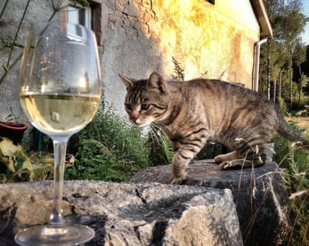 Cat next to glass of wine