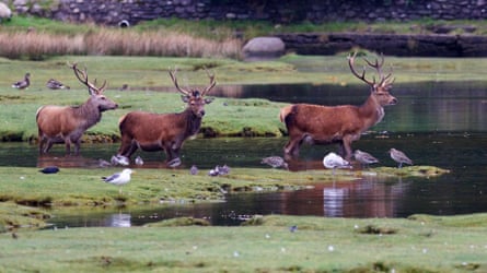 Three stags walking in shallow water surrounded by fields and seabirds