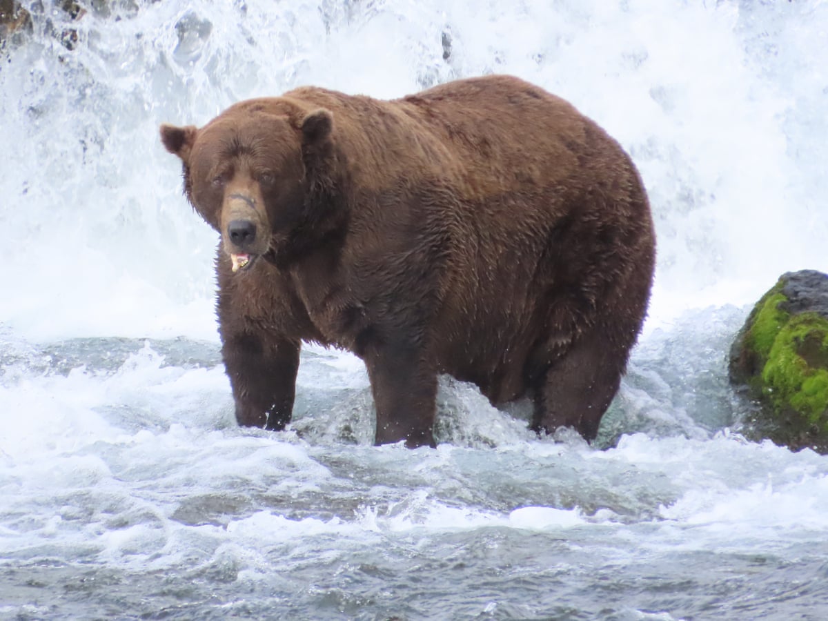 Fat Bear Week 2025 Crowns Champion: Meet 32 Chunk, Alaska's Heftiest Hero