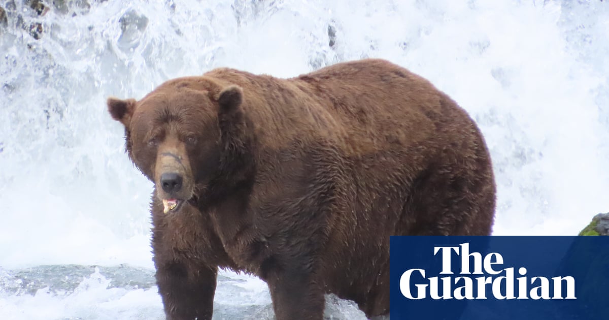 ‘Dominant on the river’: 32 Chunk crowned champion in ‘biggest Fat Bear Week yet’