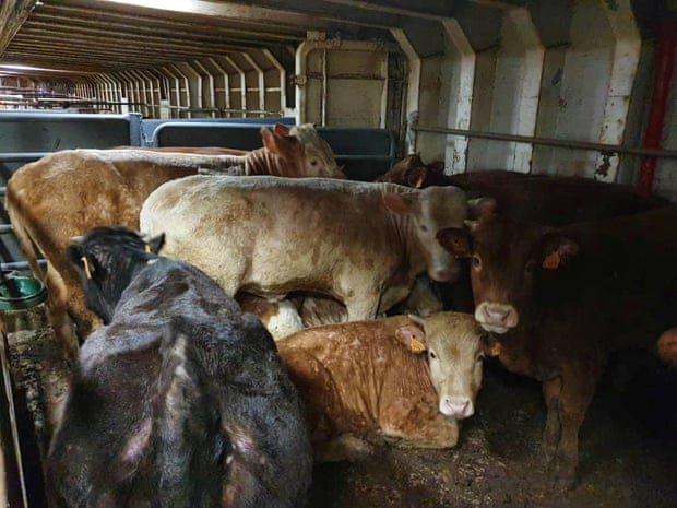 Cattle on board a livestock ship after leaving the port of Cartagena in Spain.