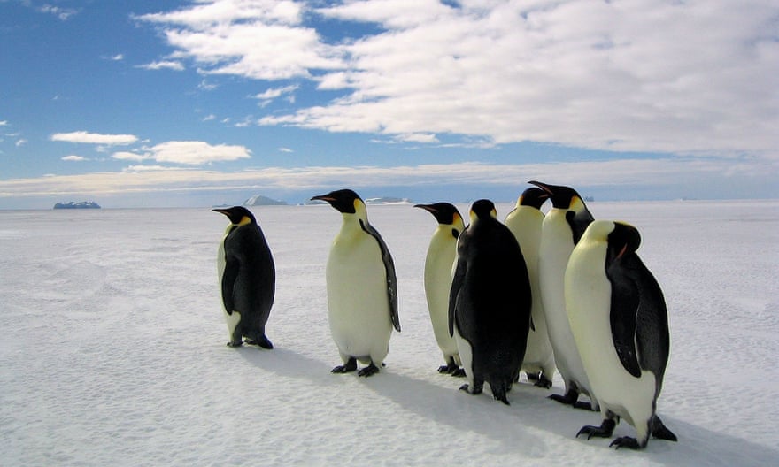Photo of Emperor penguins standing on the ice, from the documentary March of the Penguins.