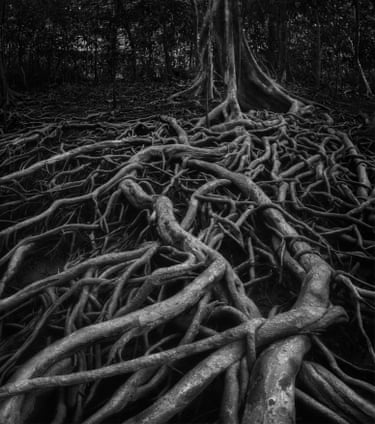 Exposed tree roots