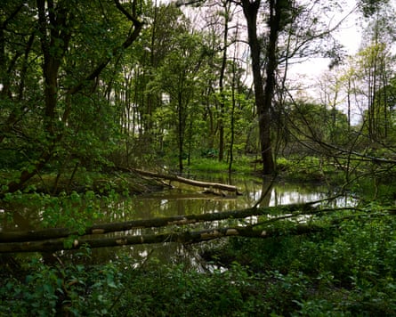 A river winding through trees