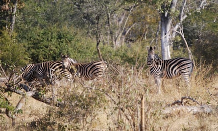 Zebras at Sango Wildlife Conservancy.