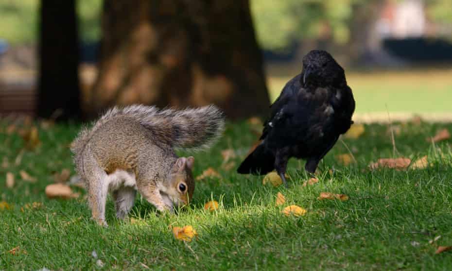 A grey squirrel burying a peanut while being watched by a carrion crow who steals the food later