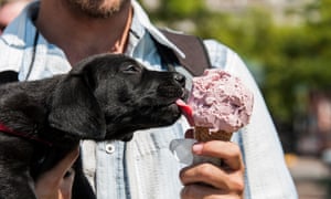 Black labrador puppy held by young man