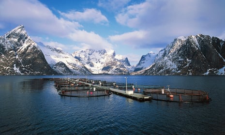 A salmon tax: could Norway’s plan share the benefits of the seas