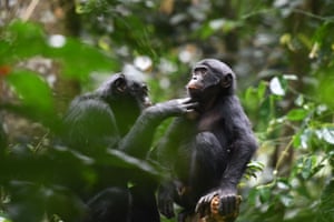 Bonobos cuidando uns dos outros na Reserva Kokolopori Bonobo, na República Democrática do Congo. A sociedade humana baseia-se na nossa capacidade de cooperar com outras pessoas para além da nossa família imediata e dos grupos sociais. De acordo com um estudo publicado em 16 de novembro, os cientistas descobriram que os bonobos também se unem a estranhos, em tudo, desde a preparação à partilha de alimentos e até mesmo na formação de alianças contra agressores sexuais.