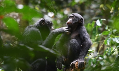 Bonobos sitting in a tree