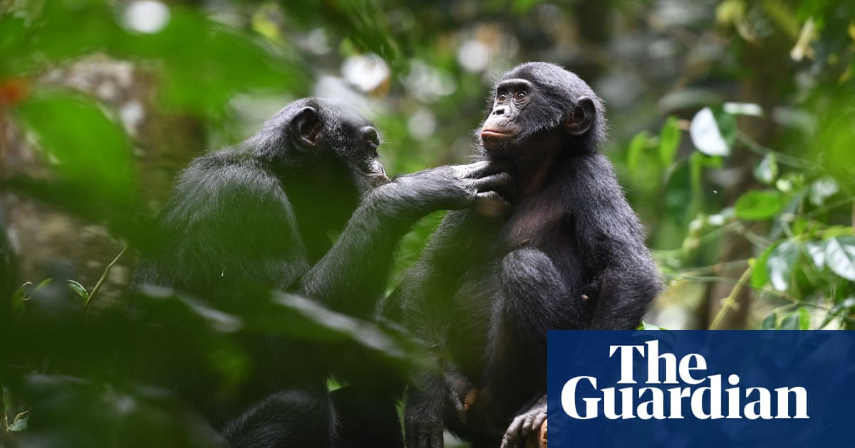 Um estudo revelou que os bonobos não eram os primatas amantes da paz que antes acreditavam  Comportamento animal