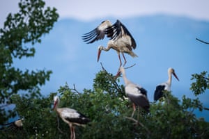 A stork flaps it wings as it and three other sits in the canopy of a tree