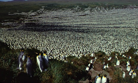 A huge colony of king penguins on the Île aux Cochons in 1982