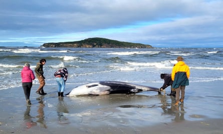 Rangers inspect what is believed to be a rare spade-toothed whale on 5 July 2024, after it was found washed ashore on a beach near Otago, New Zealand.