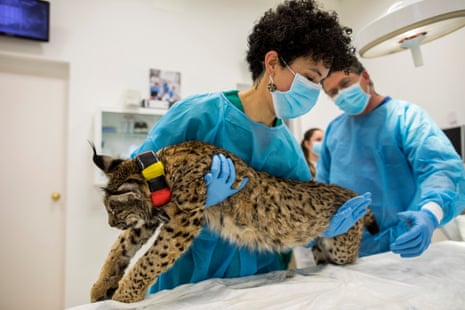 Yasmine El Bouyafrouri gently places the Iberian lynx cub on the table where it will be fitted with a transmitter to track its movements in the wild and gather data about its new life