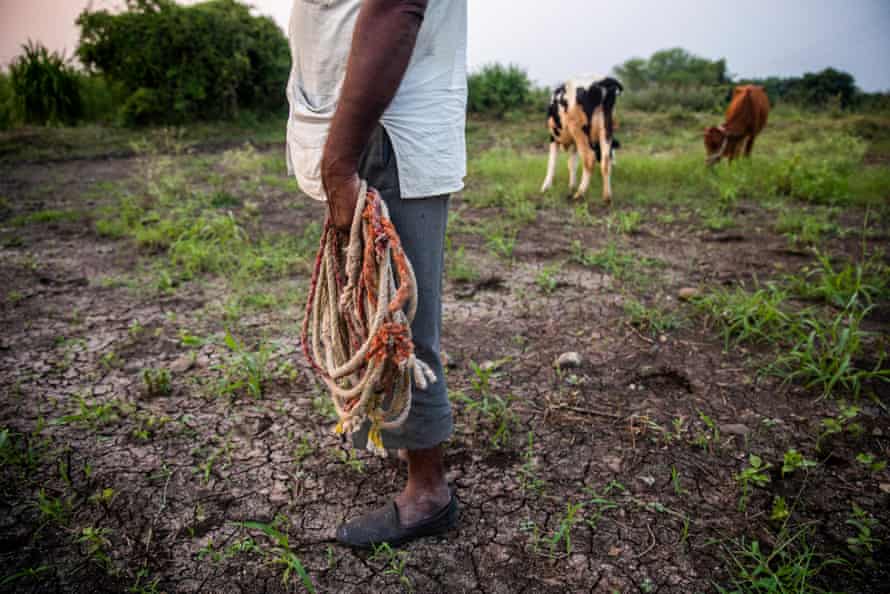 Lakshman Srirang Jadhav, 65, has two cows and one buffalo, Latur district, Maharashtra