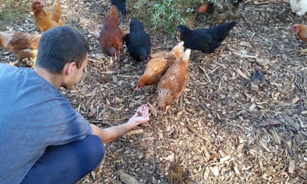 Grubbly Farms’ initial business plan involves selling the dried larvae of black soldier flies as treats for chickens.