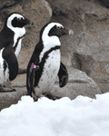 Mr Grasping, the penguin progenitor of greater than 200 chicks, dies aged 33