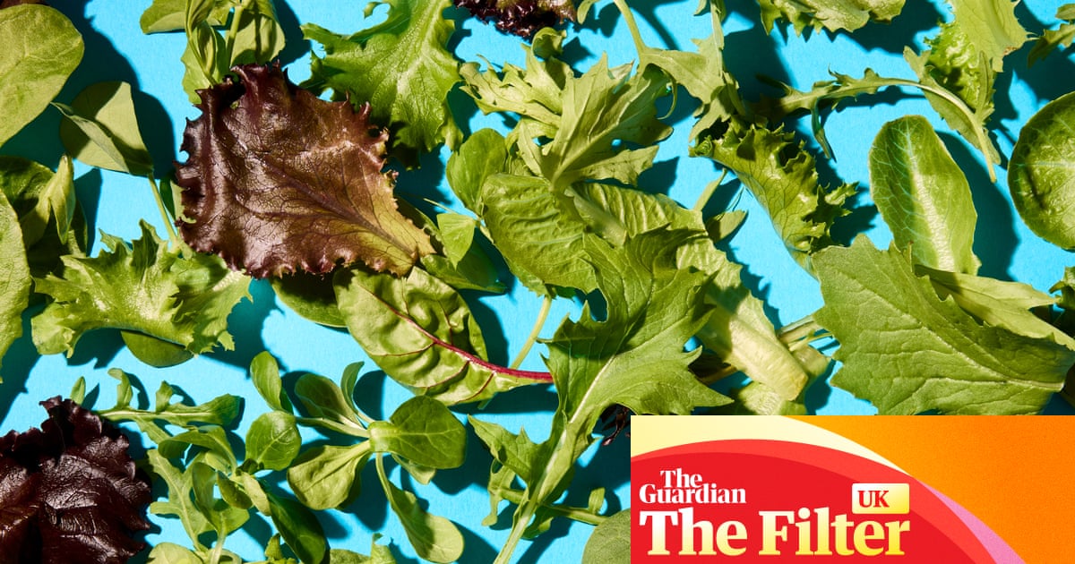 ‘I ate the whole bag like a packet of crisps’: the best supermarket salad bags, tasted and rated