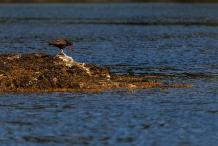 A black bird with a red beak standing on a rock in the sea