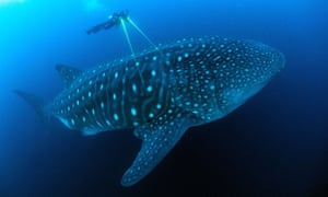 Majestic … Jonathan Green with a whale shark in Blue Planet II, BBC One.