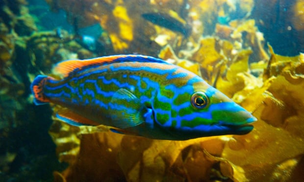 A male cuckoo wrasse.